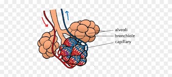 Natural Sciences Grade 9 Rh Mstworkbooks Co Za Diagram - Alveoli Surrounded By Capillaries