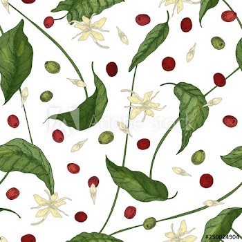 Natural seamless pattern with coffea or coffee tree leaves, blooming flowers, petals and fruits on white background