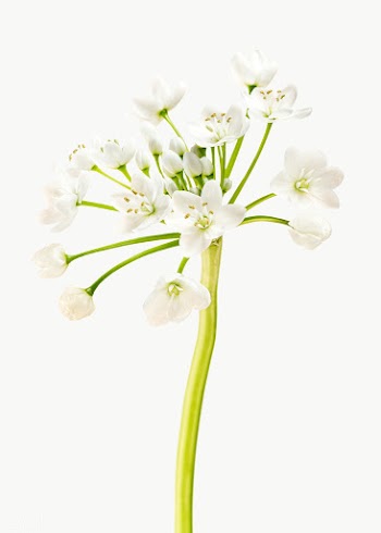 Natural white Allium Neapolitanum flower transparent png | Free  transparent png - 2278221
