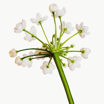 Natural white Allium Neapolitanum flower transparent png | Free  transparent png - 2278289