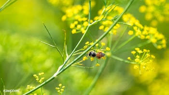 Natural yellow dill flowers in a field | Free  photo - 2309701