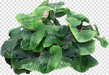 Naturaleza, heart-shaped green-leafed plant transparent background PNG clipart