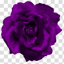 Naturaleza, purple rose art transparent background PNG clipart