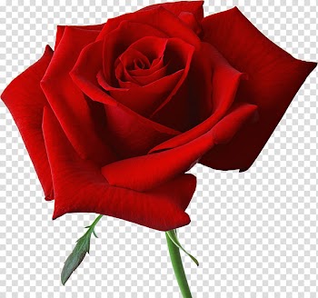 Naturaleza, red rose illustration transparent background PNG clipart