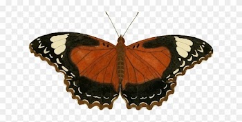Nature Animal, Butterfly, Insect, Nature - Icanvas 'plate 62' By Cramer And Stoll Graphic Art