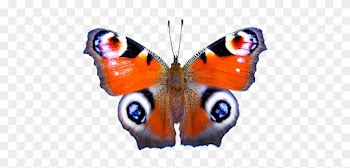 Nature, Animals, Butterfly, Insect - Набор Для Вышивания Гладью Матренин Посад Шоколадница,