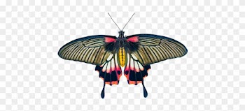 Nature, Animals, Butterfly, Insect - Coussin Pink Butterfly, Orange