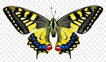 Nature, Animals, Butterfly, Insect, Fly, Wing, Probe - Butterfly Scientific