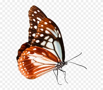 Nature, Animals, Butterfly, Insect, Fly, Wing, Probe - Monarch Butterfly