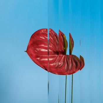 Nature background with flower behind… | Free stock photo | High Resolution image