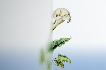 Nature background with flower behind… | Free stock photo | High Resolution image