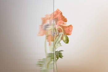 Nature background with flower behind… | Free stock photo | High Resolution image