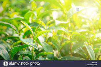 Nature backgrounds Green tea leaves in the morning sun Stock Photo ...