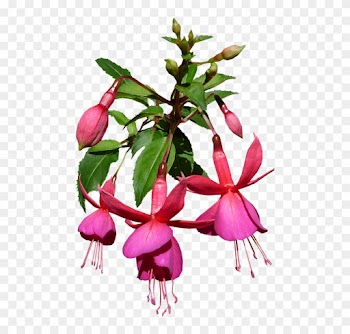 Nature, Beautiful, Flower, Flora, Disjunct - Flower