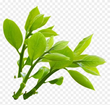 Nature Branches Png Photo - Nature Png