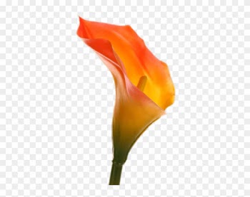 Nature - Calla Orange