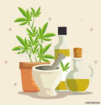 nature cannabis plants oil in the bottles and stone grinding crusher