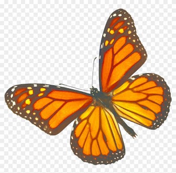 Nature Centers - Monarch Butterfly White Background