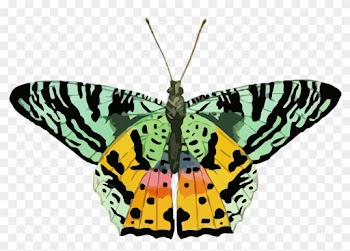Nature Clipart Butterfly - Yellow Green Butterfly Png