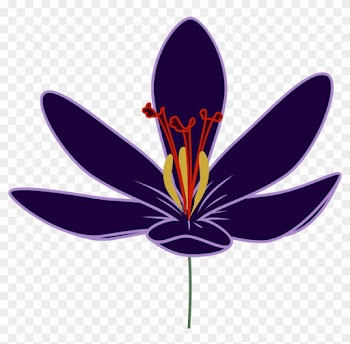 Nature Crocus - Saffron Flower Clipart