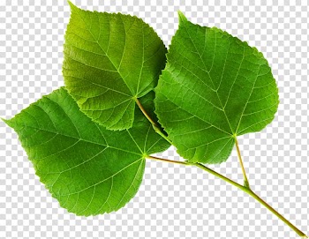 Nature Desktop , lime frame transparent background PNG clipart