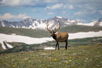 Nature Elk Wildlife Adventure Mountains