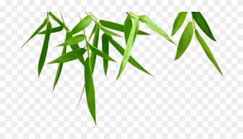 Nature - Epidendrum