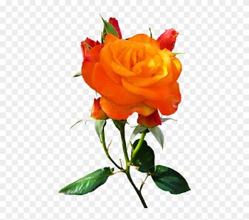 Nature, Flower, Rose, Blossom, Bloom, Isolated, Orange - Nature