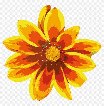 Nature Flowers - African Daisies