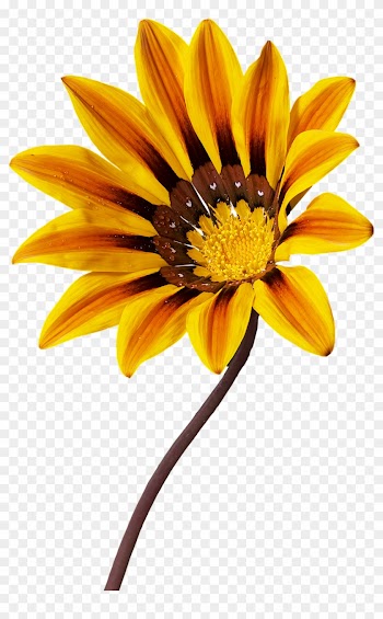 Nature Flowers - Gazania Png