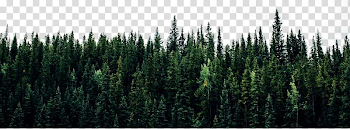 nature graphy of pine trees transparent background PNG clipart ...