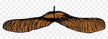 Nature - Maple Seed Png