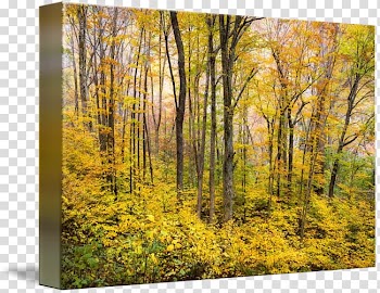 Nature Maple Tree, tree transparent background PNG clipart