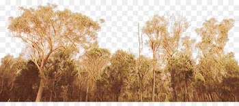 nature natural landscape grass tree field