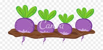 Nature Onions Cultivated Plantation Product - Nature Onions Cultivated Plantation Product