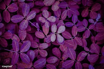 Nature pattern background | Free stock vector - 597362