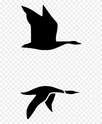 Nature, Personal Use, Loons, - Loon Mountain