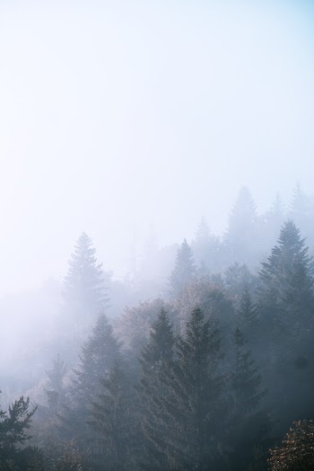 Nature Photography