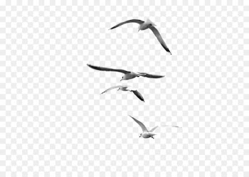 Nature photography Black and white Bird - Flock of birds 