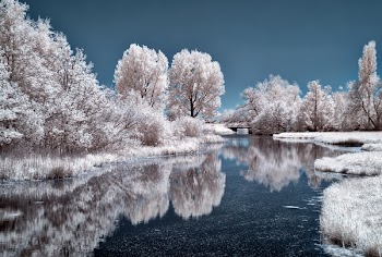 Nature Photography of River Near Trees
