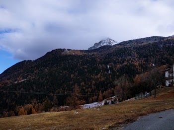 Nature Photography of Trees and Mountain