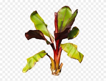 Nature, Plant, Banana, Banana Shrub, Leaves Perennial - Plantain