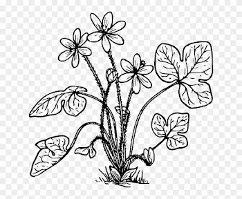 Nature, Plant, Flower, Biology, Botany - Hepatica Coloring