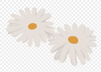 Nature png sticker, minimal Daisy | Free PNG Illustration - rawpixel