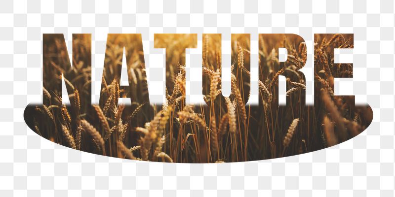 Nature png word sticker, barley | Free PNG - rawpixel