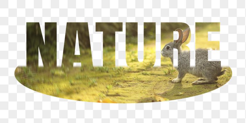 Nature png word sticker, rabbit | Free PNG - rawpixel