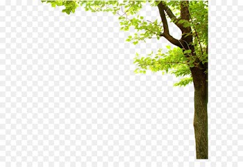 Nature Presentation Tree - Fresh green png 