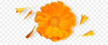 Nature Republic Calendula officinalis Brand - others 