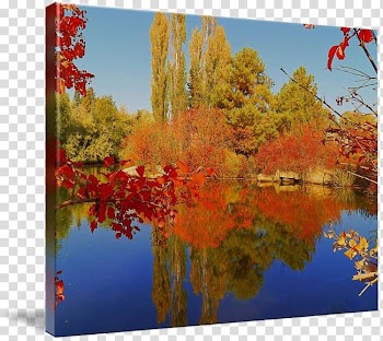 Nature reserve Maple leaf Gallery wrap , Autumn Tumblr transparent background PNG clipart