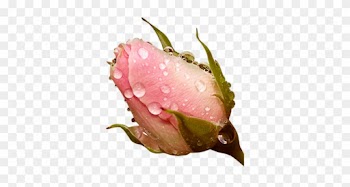 Nature Roses